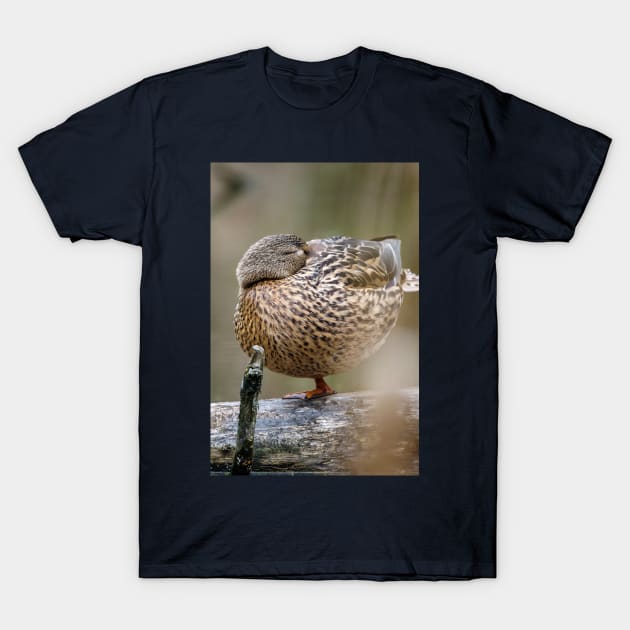 Power Nap Duck Photograph T-Shirt by love-fi